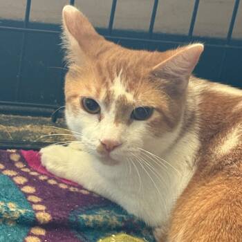 Rescue Domestic Short Hair Cats for Adoption in Yucaipa, California - Twizzle | PetCurious