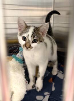 Luna -  Domestic Short Hair Cat for Adoption in New Albany, Ohio - Luna | PetCurious