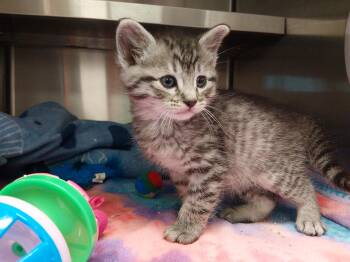 Domestic Short Hair Cats Available for Adoption in Liberty, Missouri - Rigby | PetCurious