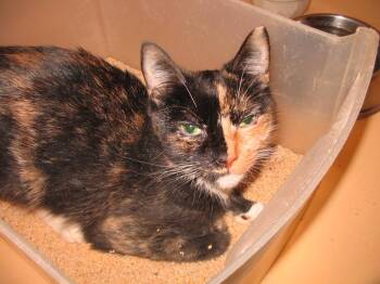 Rescue Domestic Short Hair Cats for Adoption - Shadow | PetCurious