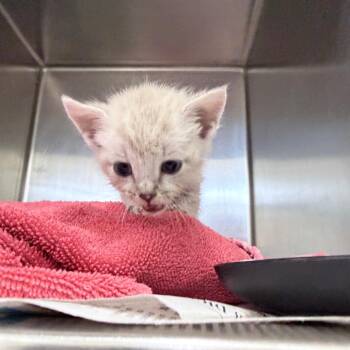 Rune -  Domestic Short Hair Cat for Adoption in Auburn, Alabama - Rune | PetCurious
