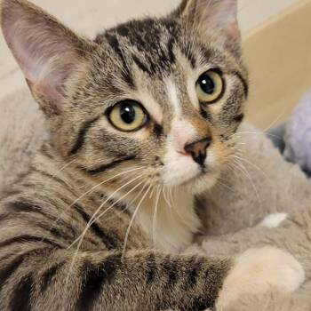 Mrs. White -  Domestic Short Hair Cat for Adoption in Milan, Illinois - Mrs. White | PetCurious