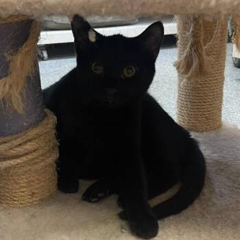 Rescue Domestic Short Hair Cats for Adoption in Indiana, Pennsylvania - Euphoria | PetCurious