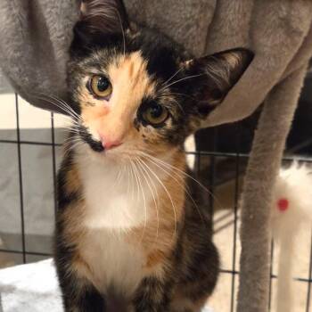 Remi -  Calico and Domestic Short Hair Cat for Adoption in Mastic, New York - Remi | PetCurious