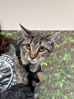 Rescue Domestic Long Hair and Domestic Short Hair Cats for Adoption in San Antonio, Texas - West Virginia | PetCurious
