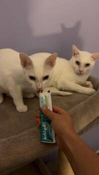 Wendy & PeterPan -  Domestic Short Hair Cat for Adoption in Syracuse, New York - Wendy & PeterPan | PetCurious