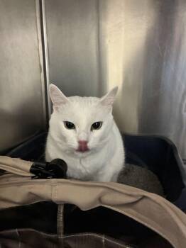Nala -  Russian Blue Cat for Adoption in Marietta, Georgia - Nala | PetCurious