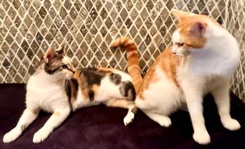 Scarlett (and Scooter) -  Domestic Short Hair Cat for Adoption in New York, New York - Scarlett (and Scooter) | PetCurious