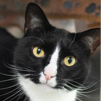 Domestic Short Hair Cats Available for Adoption in Middletown, Rhode Island - Max | PetCurious