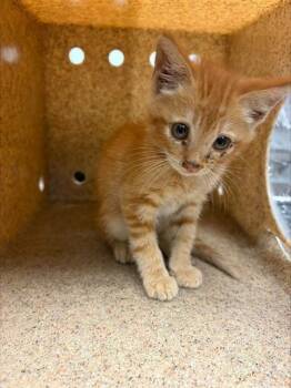 MIKEY -  Domestic Short Hair Cat for Adoption in Stockton, California - MIKEY | PetCurious