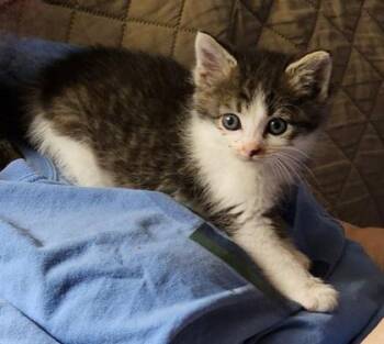 Theo -  Domestic Long Hair and Domestic Short Hair Cat for Adoption in Paducah, Kentucky - Theo | PetCurious