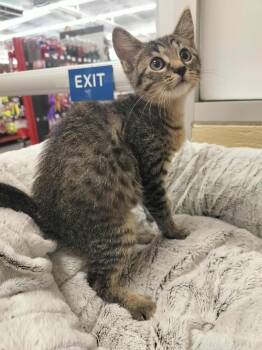 Rescue Tabby Cats for Adoption in Parlier, California - Alex | PetCurious