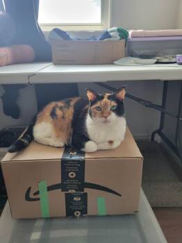 May -  Calico Cat Available for Adoption in Ottawa, Ontario - May | PetCurious