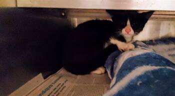 BOOP -  Domestic Short Hair Cat for Adoption in Aurora, Illinois - BOOP | PetCurious