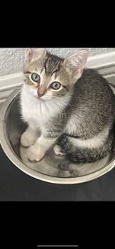 PIXIE -  Domestic Short Hair Cat for Adoption in Fort Myers, Florida - PIXIE | PetCurious