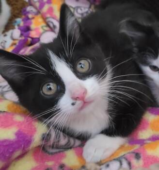 Rescue Domestic Short Hair Cats for Adoption in Barron, Wisconsin - Girl 2 | PetCurious