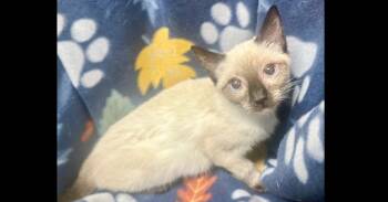 Cheyenne -  Domestic Short Hair Cat for Adoption in Groveland, Massachusetts - Cheyenne | PetCurious