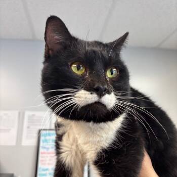 Domestic Short Hair Cats Available for Adoption - Milk Man | PetCurious