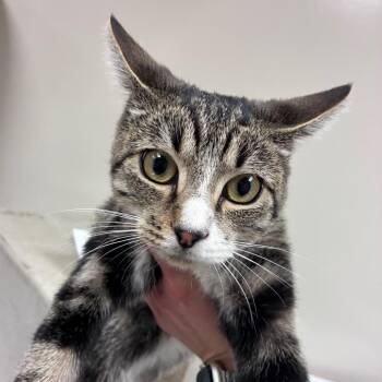 Quinn -  Domestic Short Hair Cat for Adoption in Reno, Nevada - Quinn | PetCurious