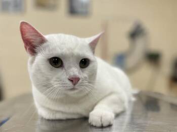 Domestic Short Hair Cats Available for Adoption in Aliquippa, Pennsylvania - DAISY | PetCurious