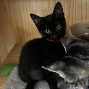 Icee -  Domestic Short Hair Cat for Adoption in Yucca Valley, California - Icee | PetCurious