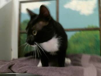 A2082260 -  Domestic Short Hair Cat for Adoption in Houston, Texas - A2082260 | PetCurious
