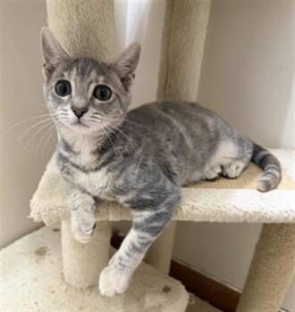 TAI LUNG -  Domestic Short Hair Cat for Adoption in Hagerstown, Maryland - TAI LUNG | PetCurious