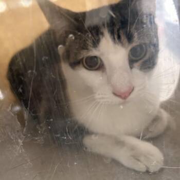 Domestic Short Hair Cats Available for Adoption - Lamb | PetCurious