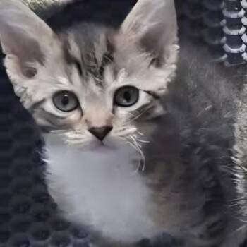 Domestic Short Hair Cats Available for Adoption in Lutz, Florida - Rosa | PetCurious