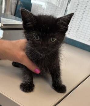 Sarsaparilla -  Domestic Medium Hair Cat for Adoption in Salt Lake City, Utah - Sarsaparilla | PetCurious