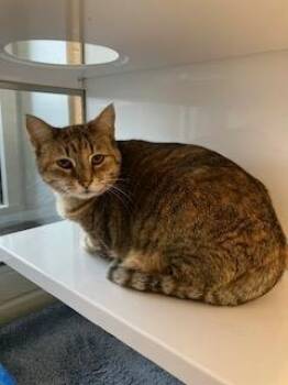 Domestic Short Hair Cats Available for Adoption - Kitty K. | PetCurious