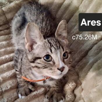 Foster Ares -  Domestic Short Hair and Tiger Cat for Adoption in Batavia, New York - Foster Ares | PetCurious