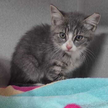 Benny -  Domestic Short Hair Cat for Adoption in Newark, New Jersey - Benny | PetCurious
