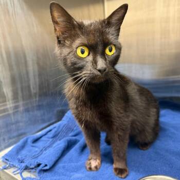 Honey Bun -  Domestic Medium Hair Cat for Adoption in Morganton, North Carolina - Honey Bun | PetCurious