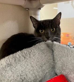 XENA -  Domestic Short Hair Cat for Adoption in Springfield, Massachusetts - XENA | PetCurious
