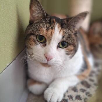 Domestic Short Hair Cats Available for Adoption - Aurora | PetCurious