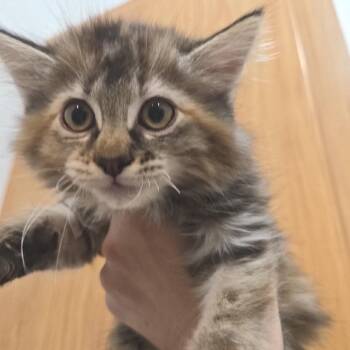 Guacamole -  Domestic Long Hair Cat for Adoption in Idaho Falls, Idaho - Guacamole | PetCurious
