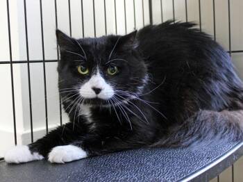 Whoa -  Domestic Medium Hair Cat for Adoption in Mansfield, Massachusetts - Whoa | PetCurious