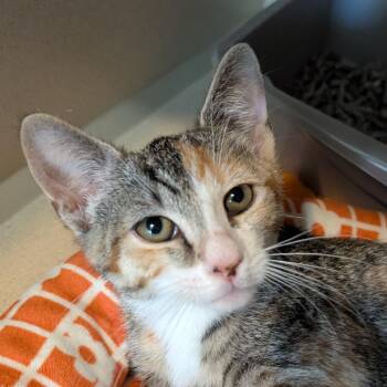 Bell Pepper -  Domestic Short Hair Cat Available for Adoption in Calverton, New York - Bell Pepper | PetCurious