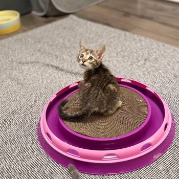 Megamind -  Domestic Short Hair Cat for Adoption in Port Richey, Florida - Megamind | PetCurious