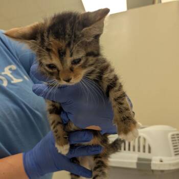 Octavia -  Domestic Medium Hair Cat for Adoption in Lynchburg, Virginia - Octavia | PetCurious