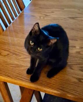 Luna -  Domestic Short Hair Cat for Adoption in Pasco, Washington - Luna | PetCurious