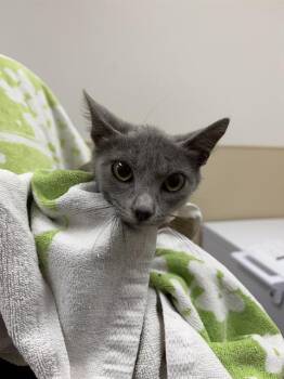 Domestic Short Hair Cats Available for Adoption in Rosenberg, Texas - PIPER | PetCurious