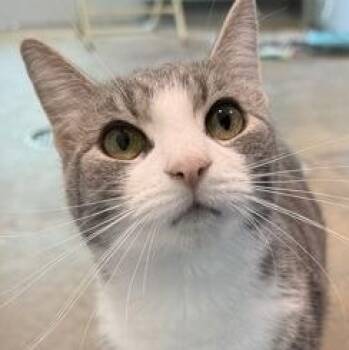 Calmora -  Domestic Short Hair Cat for Adoption in Ithaca, New York - Calmora | PetCurious
