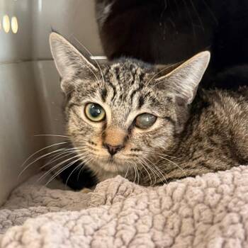 Waffle Cone -  Domestic Short Hair Cat for Adoption in Dekalb, Illinois - Waffle Cone | PetCurious