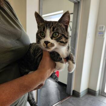 Craig -  Domestic Short Hair Cat for Adoption in Clavet, Saskatchewan - Craig | PetCurious