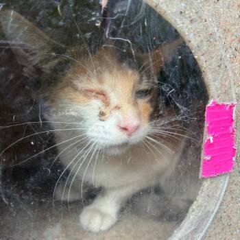 Cinderella -  Domestic Short Hair Cat for Adoption in Philadelphia, Pennsylvania - Cinderella | PetCurious