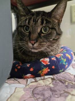 Tabby Cats Available for Adoption - Dorothy - Gentle Affectionate Girl | PetCurious