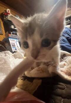 Marvin -  Domestic Short Hair Cat for Adoption in Cromwell, Kentucky - Marvin | PetCurious