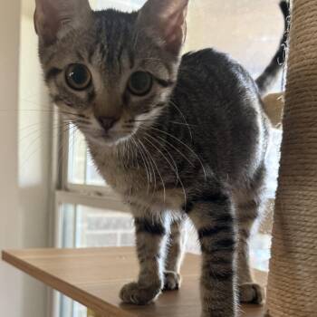 Danny-Boy BR14611-T -  Domestic Short Hair Cat for Adoption in Missouri City, Texas - Danny-Boy BR14611-T | PetCurious